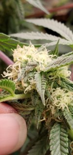 photo108956.jpg