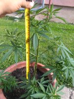 photo109072.jpg