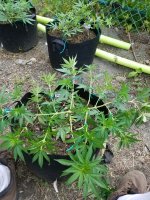 photo109380.jpg