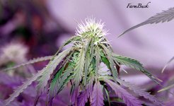 photo109402.jpg