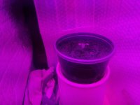 IMG_20200616_034654.jpg