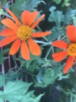 9D1C285D-0DBB-4C84-BB5F-10DEC356B303.jpeg