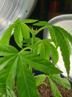 photo109654.jpg