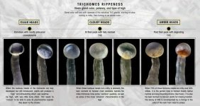 Trichome ripeness.jpg