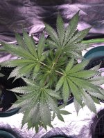 photo109779.jpg