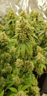 photo110091.jpg