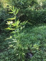 367CE7D7-2C77-4D5B-A799-7F4897EA64B6.jpeg