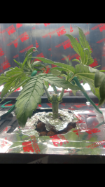 photo110767.png