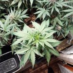 Click image for larger version  Name:	cream mandarine2w.jpg Views:	2 Size:	1.07 MB ID:	421905
