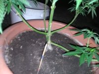 IMG_20200627_215642.jpg