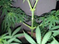 IMG_20200627_215650.jpg