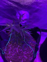 1CB500C0-6E16-46F4-A061-48ABE9EA6362.jpeg
