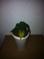 photo111041.jpg
