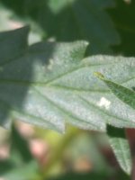 IMG_20200704_141036.jpg
