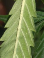 IMG_20200704_140841.jpg