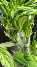 photo111505.png