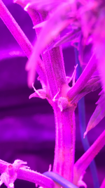photo111531.png