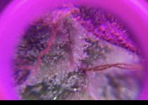 8B2458B9-A106-4A52-B985-FC5B6BFEBD3D.jpeg