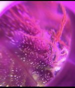 693F280A-CCCE-454C-ADE0-85ED169DA4B6.jpeg