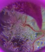464242F2-10C9-4DEA-B0C2-356B954520CE.jpeg