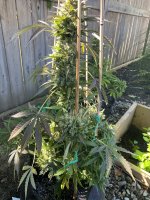IMG_0651.jpeg