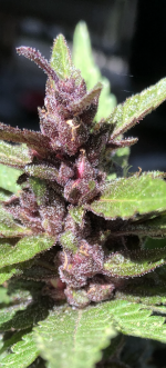 Click image for larger version Name: Purple Gal 1.png Views: 0 Size: 1.34 MB ID: 428413 Click image for larger version Name: Purple Gal 1.png Views: 0 Size: 1.34 MB ID: 428413
