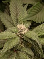 photo112148.jpg