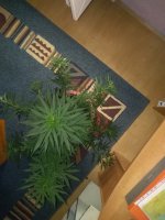 IMG_20200711_190505.jpg