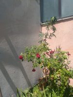 IMG_20200712_121056.jpg
