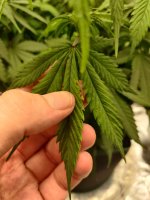 IMG_20200712_180205.jpg