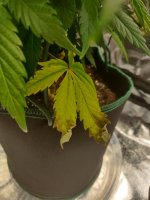 IMG_20200712_131639.jpg