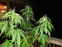 20200712_230217.jpg