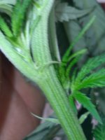IMG_20200713_193628.jpg