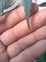 IMG_20200715_161158.jpg