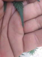 IMG_20200715_161233.jpg