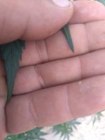IMG_20200715_161229.jpg