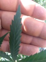 IMG_20200715_161011.jpg