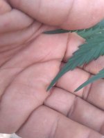 IMG_20200715_161219.jpg