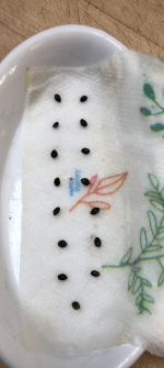 Germinating 1.png Germinating 1.png