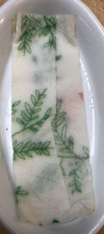 Germinating 2.png Germinating 2.png