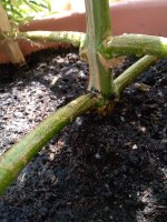 IMG_20200718_143517.jpg