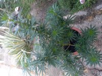 IMG_20200718_065447.jpg