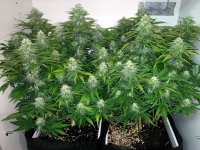 papaya-cannabis-big-buds-flowering-soil.jpg