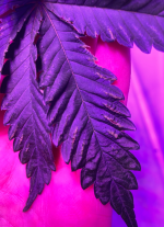 photo113247.png