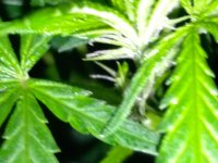 IMG_20200719_124442.jpg