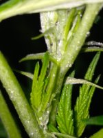 IMG_20200719_124615.jpg