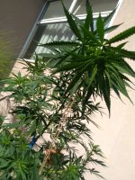 IMG_20200720_162635.jpg