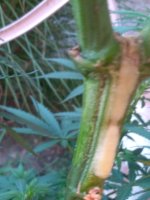 IMG_20200720_192511.jpg