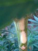 IMG_20200720_192457.jpg