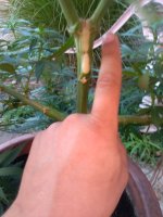 IMG_20200720_192439.jpg